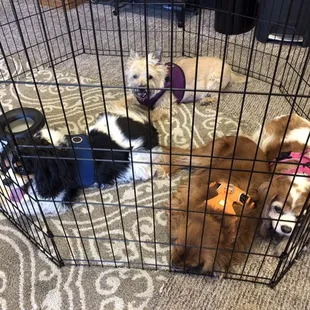 They lounged in the air conditioned office while we made the buy! Dog friendly is a big plus!