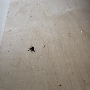 More rat poop and insects