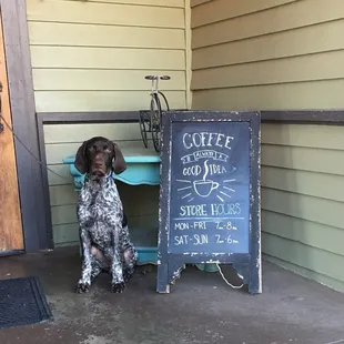 Puppy learning to be a good boy while the humans pick up some fantastic coffee.  So worth the brief time it took to get here.