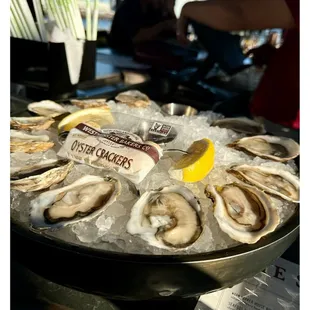 Dozen Oysters