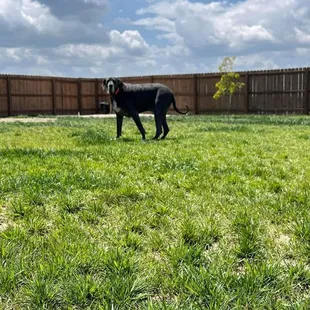 Huge dog park and play are with room to run.