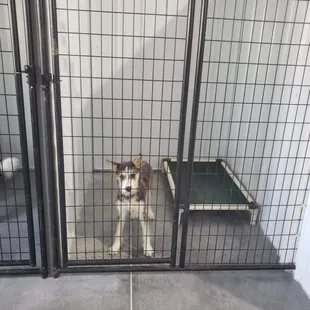 Large individual kennels to keep pets safe, comfortable and secure.