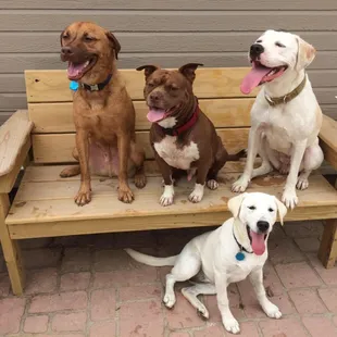 No breed restrictions.  We love them all and are set up to handle them all.