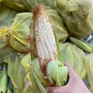 We present Our Mexican Corn