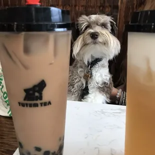 a dog sitting next to a cup of bubble tea