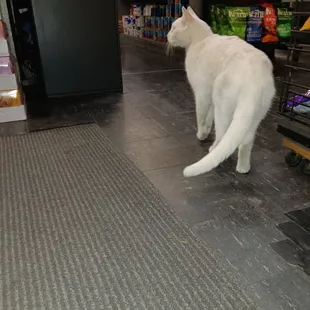 a white cat in a grocery store