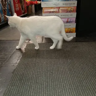 a white cat walking on the floor