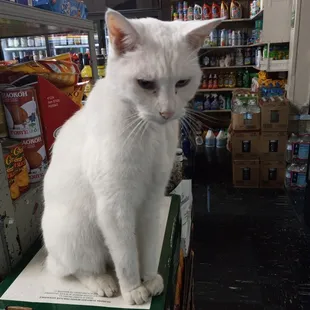 a white cat sitting on a box