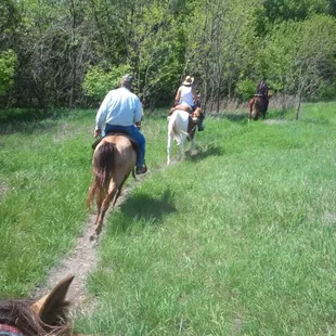 Fox trotting on the trail ride