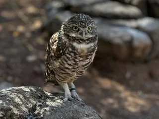 Phoenix Zoo