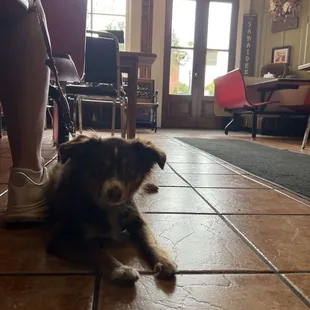 Nala enjoying the smells of a Lavender Latte and breakfast crepes being made.