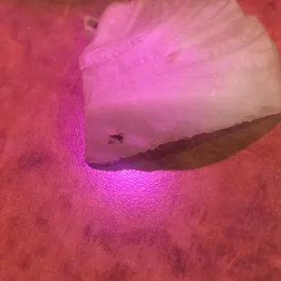 the insect that so pleasantly killed itself in my salad.