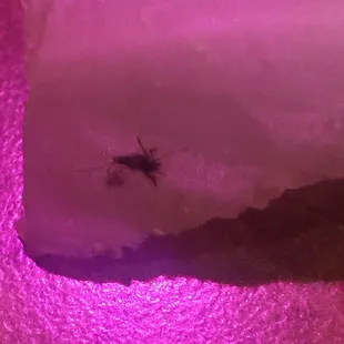 the unidentified inhabitantz