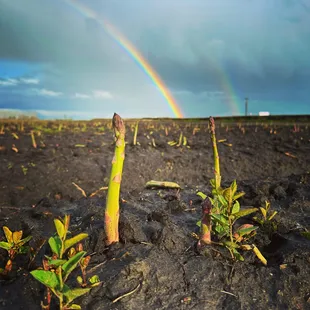 freshly growing asparagus outside of our distillery. Sold direct from our shop in season!