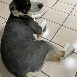Shaved Australian Sheppard
