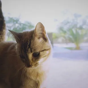 Cat boarding and grooming offered!