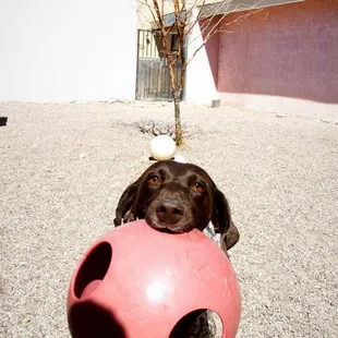 Come play at Sabino Canyon Pet Resort!