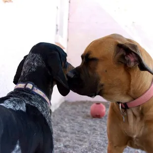 Sign your dog up for group playtime!