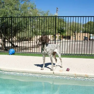 Let your dog take a swim in the dog bone pool!