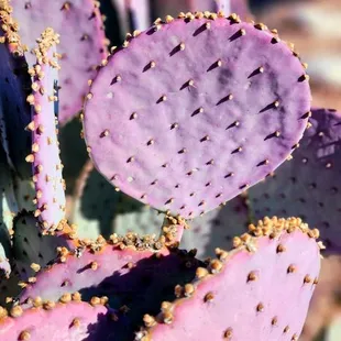Cactus.