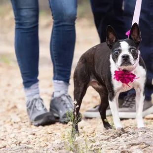 Unfortunately- I would NOT recommend Sabino Vet Clinic. They failed our family.