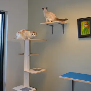 Feline exam room