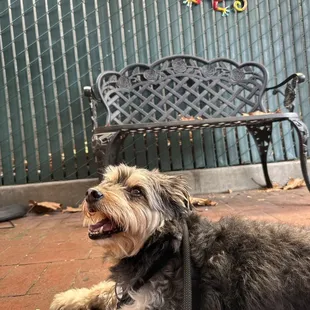 A dog waiting for breakfast sandwich.