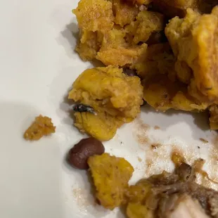 Dead fly cooked into my mofongo