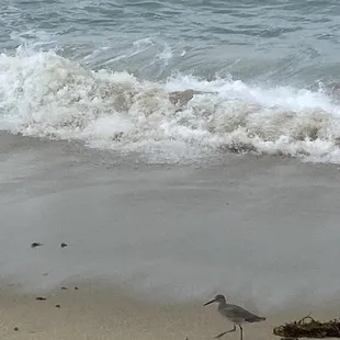 Mere steps to the ocean
