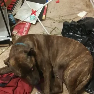 Owner has been hospitalized belated up on the street and has a history of dog pound stays no updated paper work and dog has been injured sev