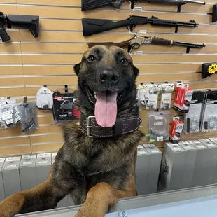 Bassie trying to get a part time job!