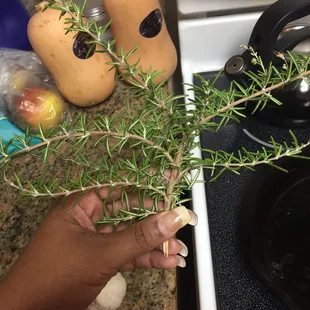 Rosemary grows here
