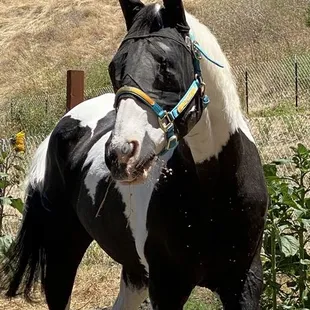 Thank you Carol and the dedicated staff at the Sacramento Horsemans Association!