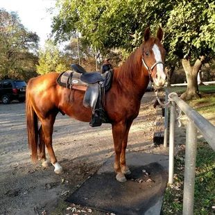 My mount. We rode in from a facility a couple miles away today. He was a good boy. 10-6-2018