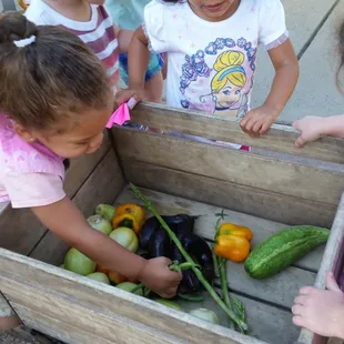 Gathering fresh organic vegtables with the toddlers.