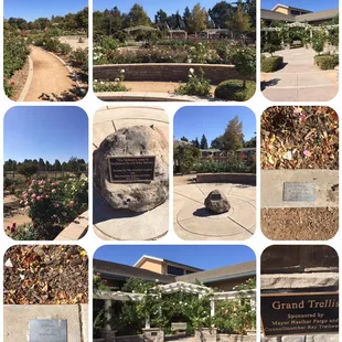 Natomas Rose Garden.  Literally right under my nose!