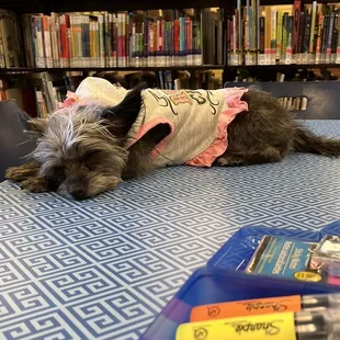 Service Dog Friendly