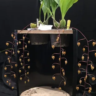 2017 exotic plant and orchids show