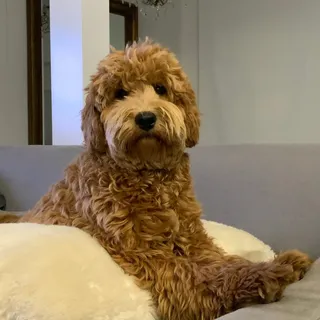 Z M.
