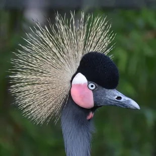 Crowned Crane