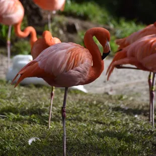 Flamingos