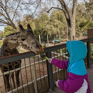 Giraffes feeding! Only 5$ for two pieces of lettuce.