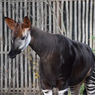 Okapi