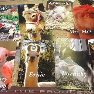 Some of the rescued animals