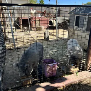Pigs