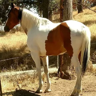 Saddle 'Em Up