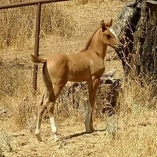 Bella.  Born this year 2017 and named by people who liked us on Facebook.