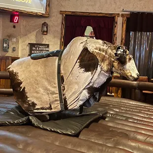 This Bull looked  sad