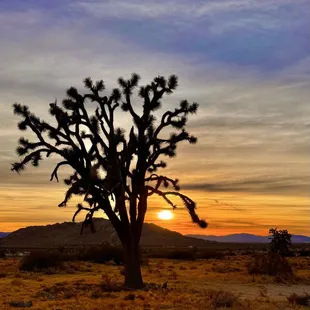 The lovely Mojave &amp; Joshua trees