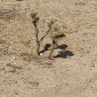 Baby Tree or Cactus?  04-02-2022